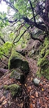 Plants: image 65 Of 208 Thumb